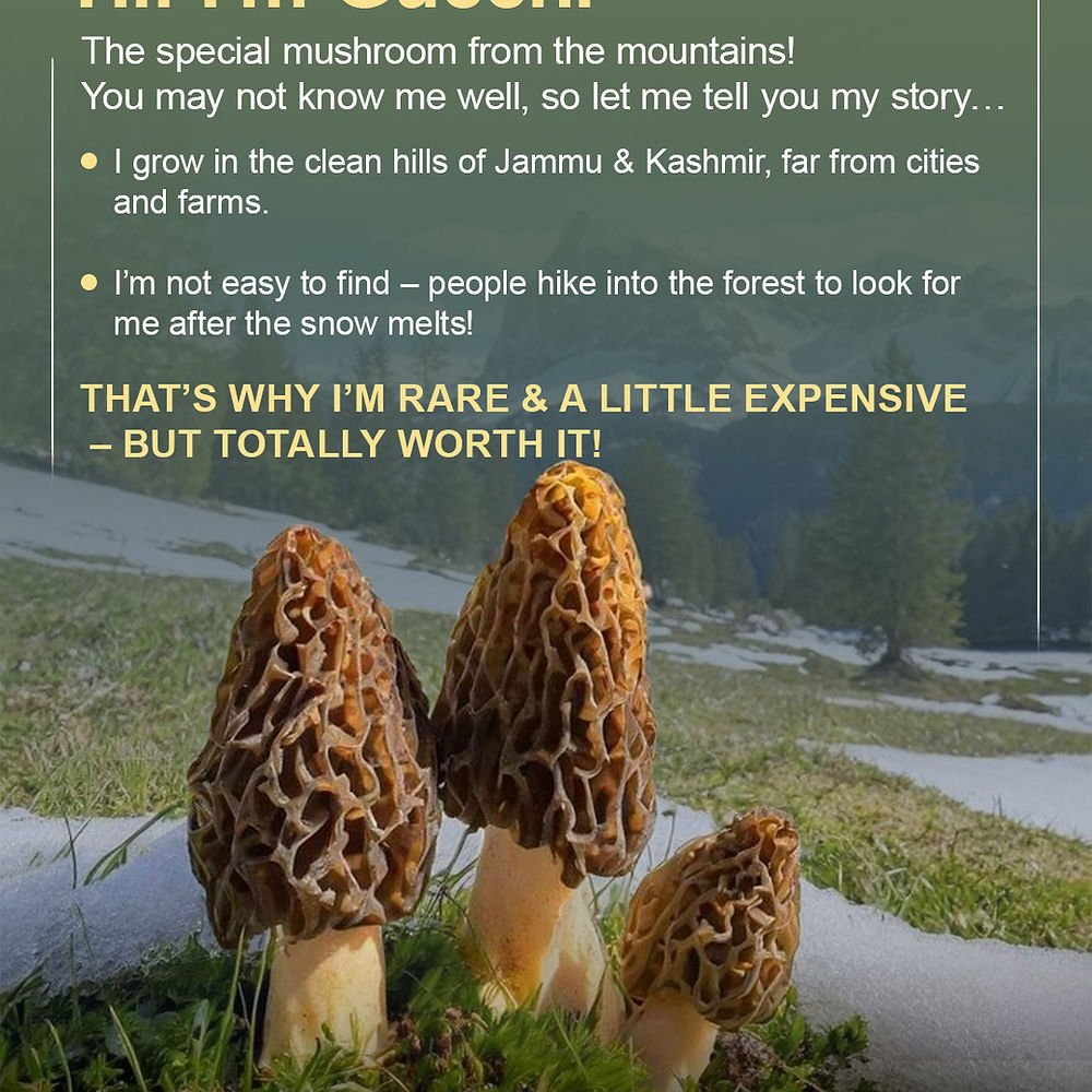 Gucchi Mushroom - Jammunuts