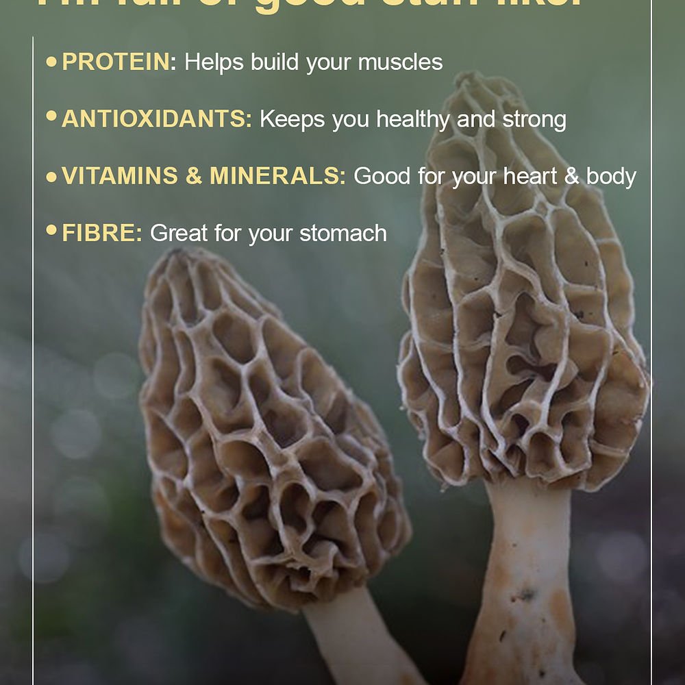 Gucchi Mushroom - Jammunuts